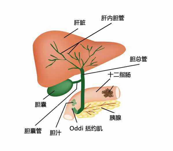 胆系疾病