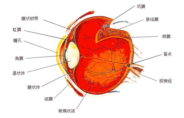 虹膜睫状体炎