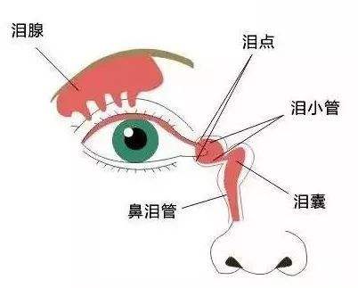 泪器疾病